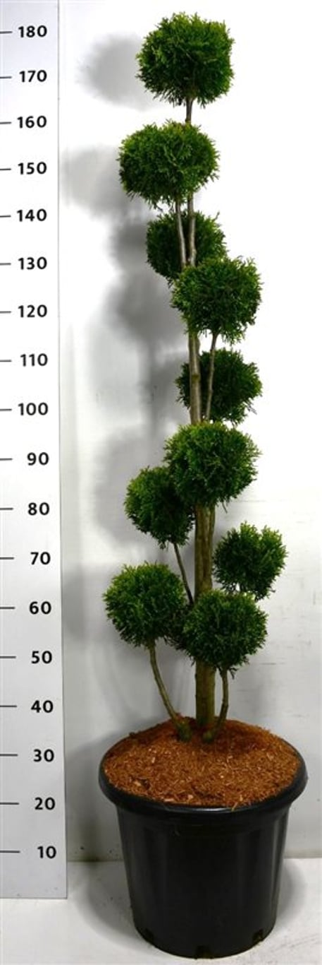 Thuja – Thuja occidentalis 'Smaragd' - C25 120-140 cm. Multibol